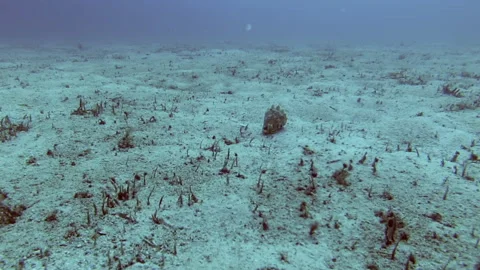 Conch Stock Footage 139733973