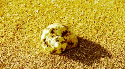 Conch on golden sandy beach,wind blow sand Stock Footage 10591668