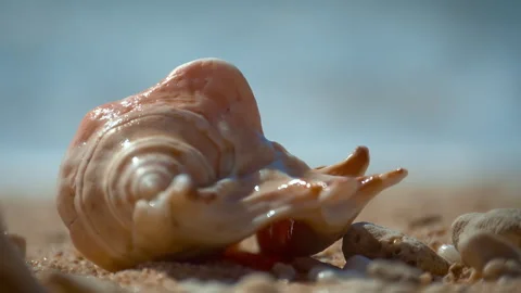 Conch, Light pink, beautiful sea shells with sand and back light, rotation, on b Stock Footage 294645331
