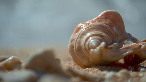 Conch, Light pink, beautiful sea shells with sand and back light, rotation, on b Stock Footage 294645562