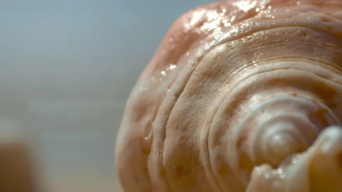 Conch, Light pink, beautiful sea shells with sand and back light, rotation, on b Stock Footage 294645656