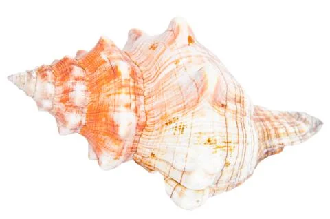 Conch Marine seashell shell Stock Photos