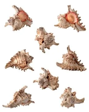 Conch Stock Photos