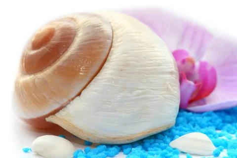 Conch Stock Photos