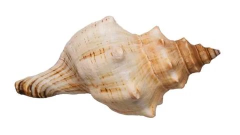 Conch Stock Photos