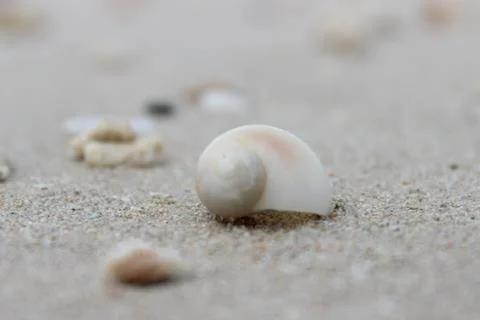 Conch Stock Photos