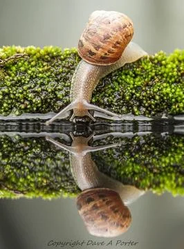The conch Stock Photos