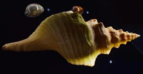 Conch places inside a museum Foto stock