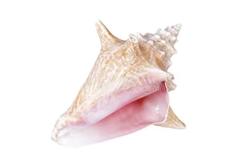 Conch sea shell close up isolated on white background 스톡 사진