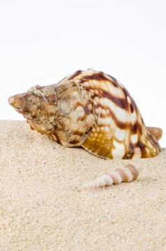 Conch sea shell Stockfoto's