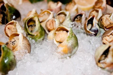 Conch, seafood Stock Photos