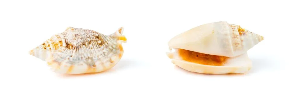 Conch Seashell from Both Sides Isolated on White Stock Photos