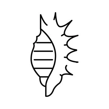 Conch seashell line art icon outlining marine life 스톡 일러스트