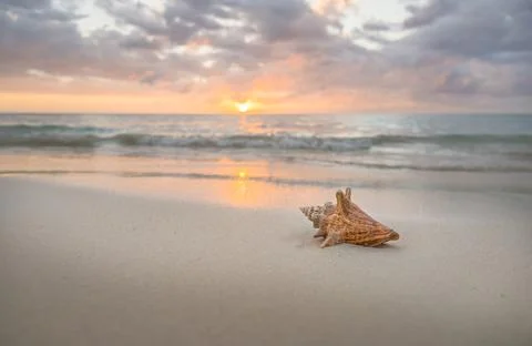 Conch seashell on sandy beach at sunset Stock Photos