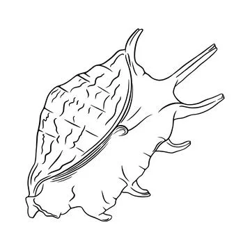 Conch seashell sketch. Tropical reef shell isolated in white background. Vector Stock Illustration