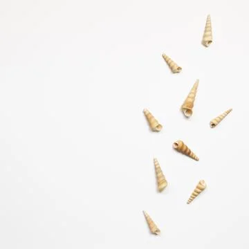 Conch seashells isolated on white background. summer marine decoration 写真素材