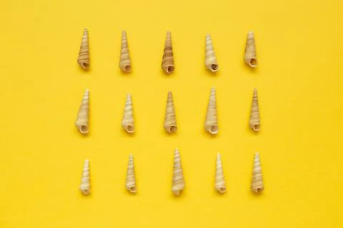 Conch seashells isolated on yellow background. Summer marine decoration Stock Photos