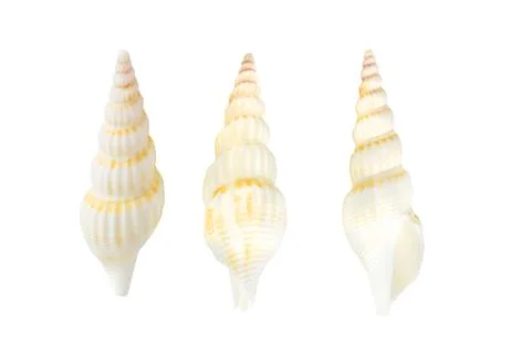 Conch shall isolated on white Stock Photos