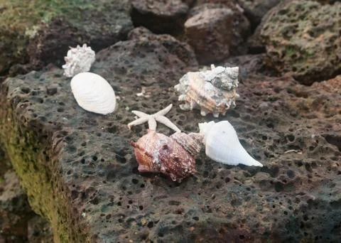 Conch shell and starfish on the basalt rock Stock Photos