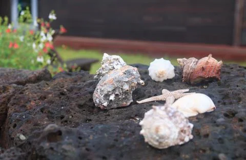 Conch shell and starfish on the basalt rock Stock Photos