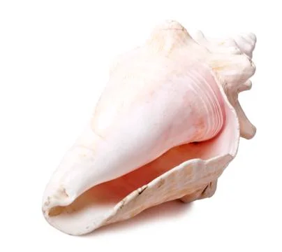 Conch shell - backside diagonal Stock Photos