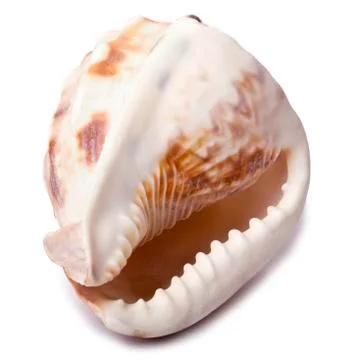 Conch shell - backside diagonal Stock Photos