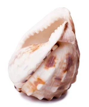 Conch shell - backside Stock Photos