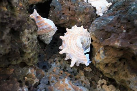 Conch shell on the basalt rock Stock Photos