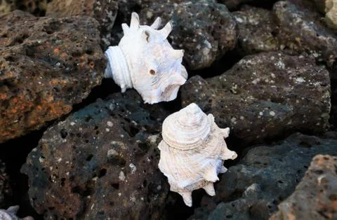 Conch shell on the basalt rock Stock Photos
