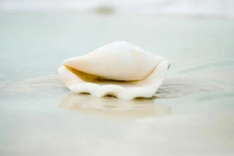 Conch shell on beach, close-up Stock Photos