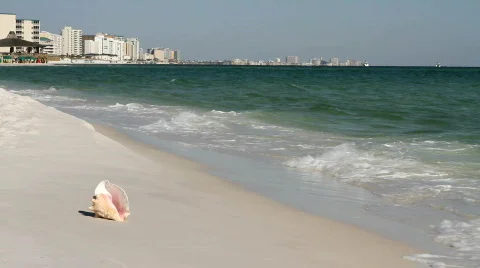 Conch Shell On Beach With Destin Skyline Video stock 654184