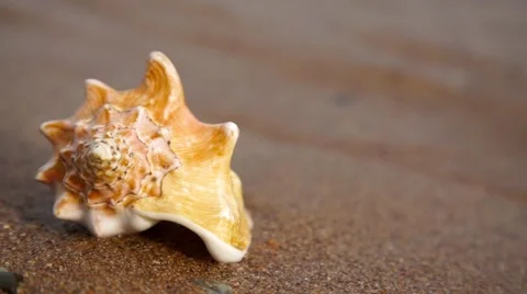 Conch shell on beach Stock-Footage 63975217