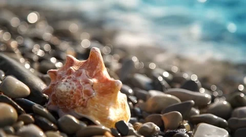 Conch shell on beach Stock-Footage 63989918