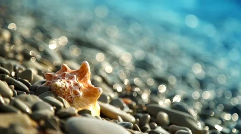 Conch shell on beach 動画素材 64091172