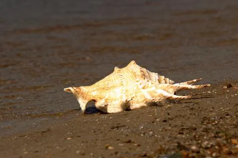 Conch shell on a beach. Stock Photos