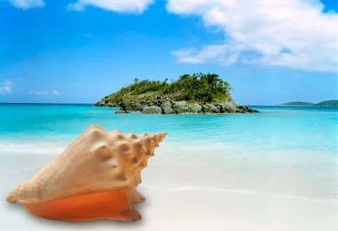 Conch shell on beach Stock Photos