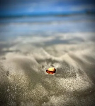 Conch shell on the beach Stock Photos