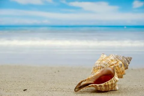 Conch shell on beach Stock Photos