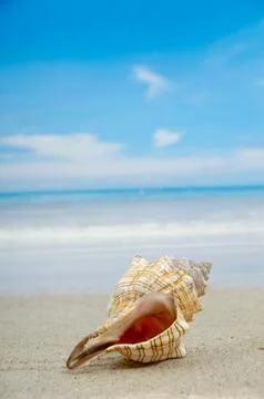Conch shell on beach Stock Photos