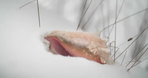 Conch Shell in on Beach in Winter With Falling Snow 库存影片 86340008