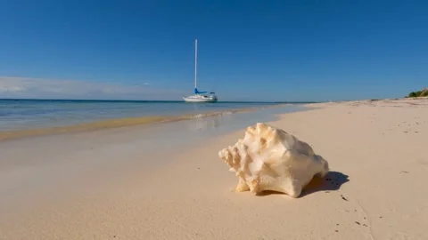 Conch shell on beach with yacht Video stock 242026347