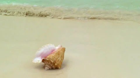 Conch Shell on Cancun Beach Stock Footage 22469278