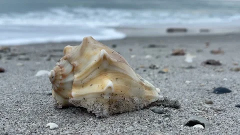 Conch Shell Close Up On Beach Stock Footage 230906825