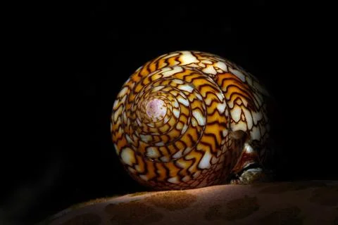 Conch shell close-up isolated on black background Stock Photos