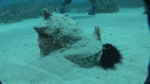 Conch Shell Eating a Sea Urchin Stock Footage 5269358