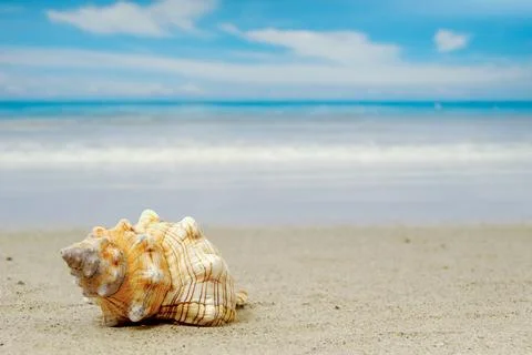 Conch shell on exotic beach Stock Photos