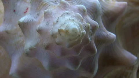Conch Shell Fibronacci spiral point, rotating dolly shot. Stock Footage 141547748