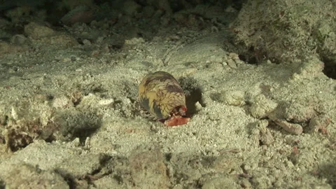 Conch Shell Stock Footage 332767570