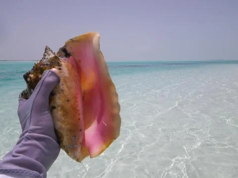 Conch Shell Found on White Sand Bonefish Flats Stock Photos