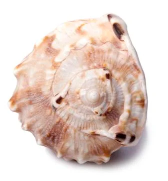 Conch shell - front Stock Photos